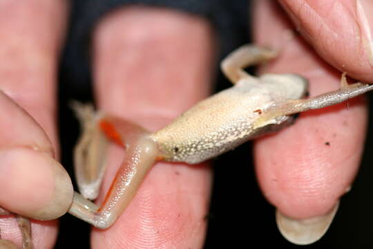 Sivun Litoria adelaidensis (Gray 1841) kuva