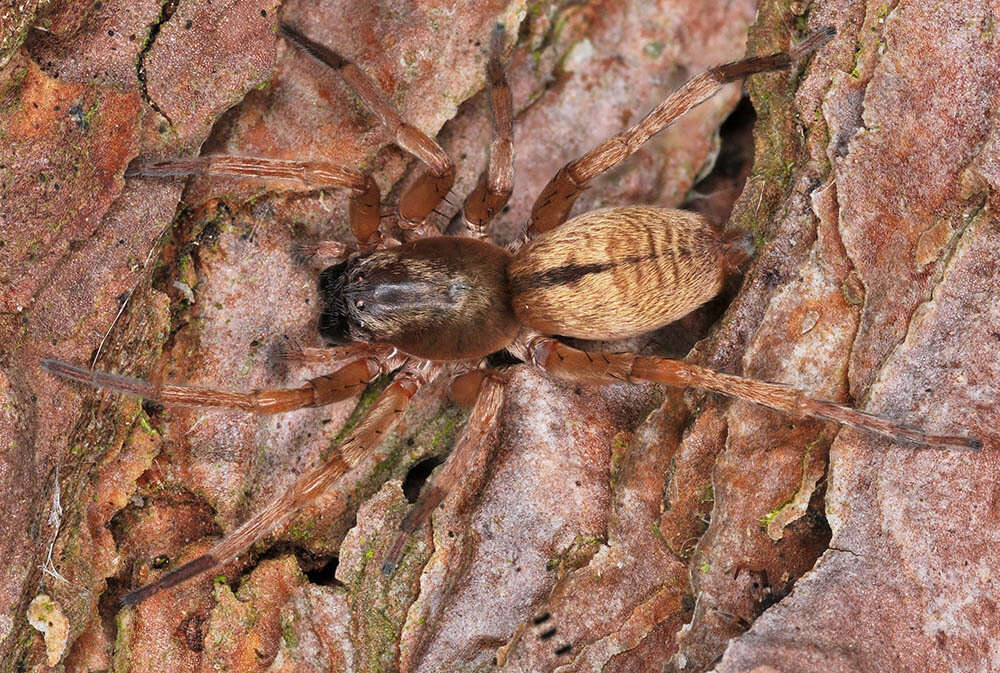 Image of Clubiona subsultans Thorell 1875