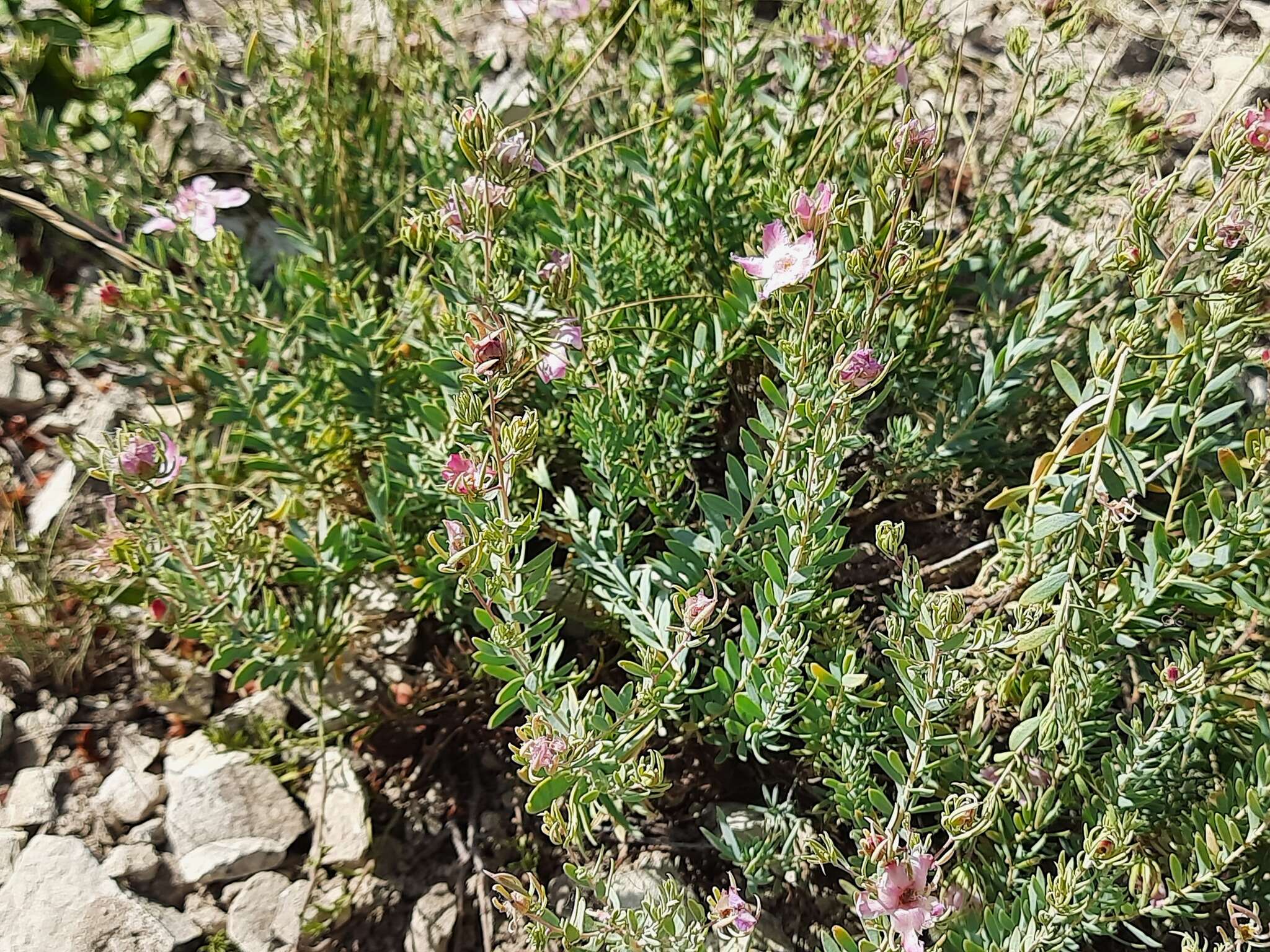 Image de Reaumuria alternifolia (Labill.) Britten