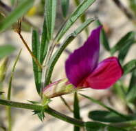 Image of subterranean vetch