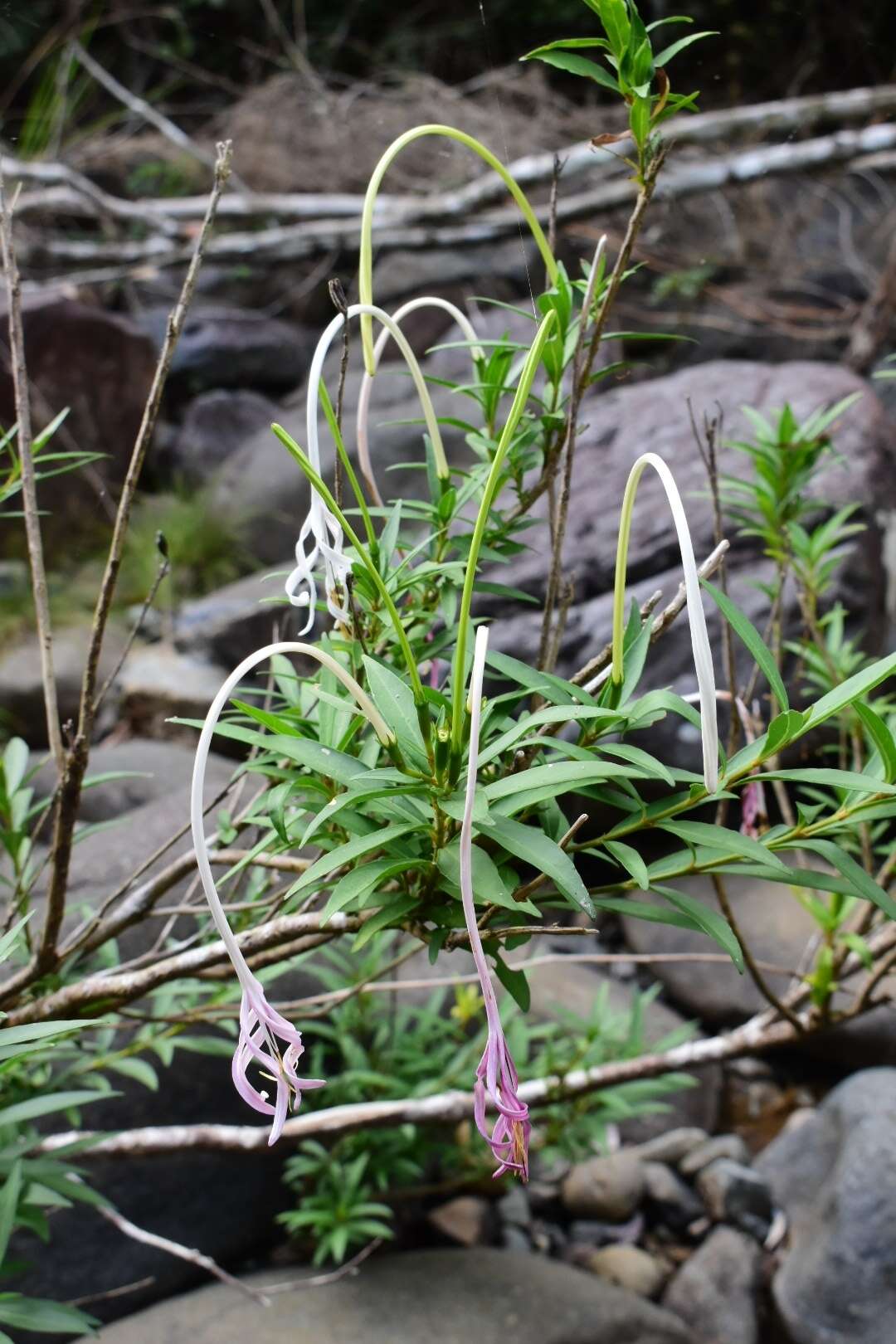 Image of Exostema longiflorum (Lamb.) Schult.