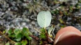 Image of netleaf willow