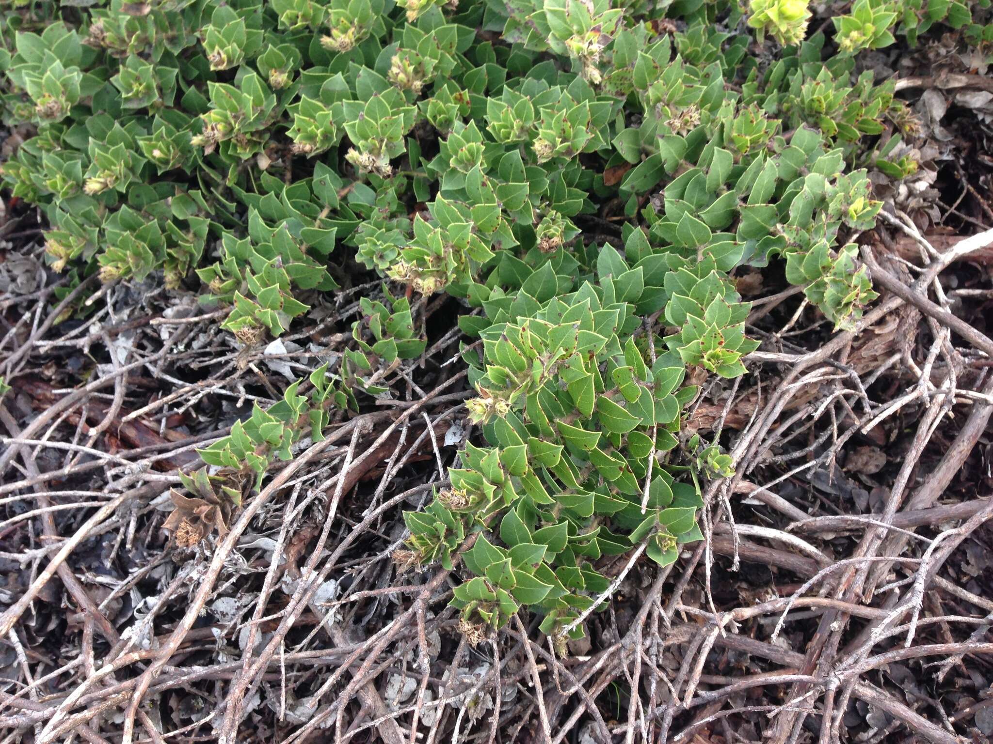 Image of San Bruno Mountain manzanita