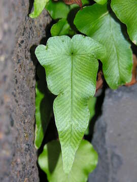 Plancia ëd Asplenium hemionitis L.