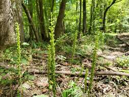 Image of palegreen orchid