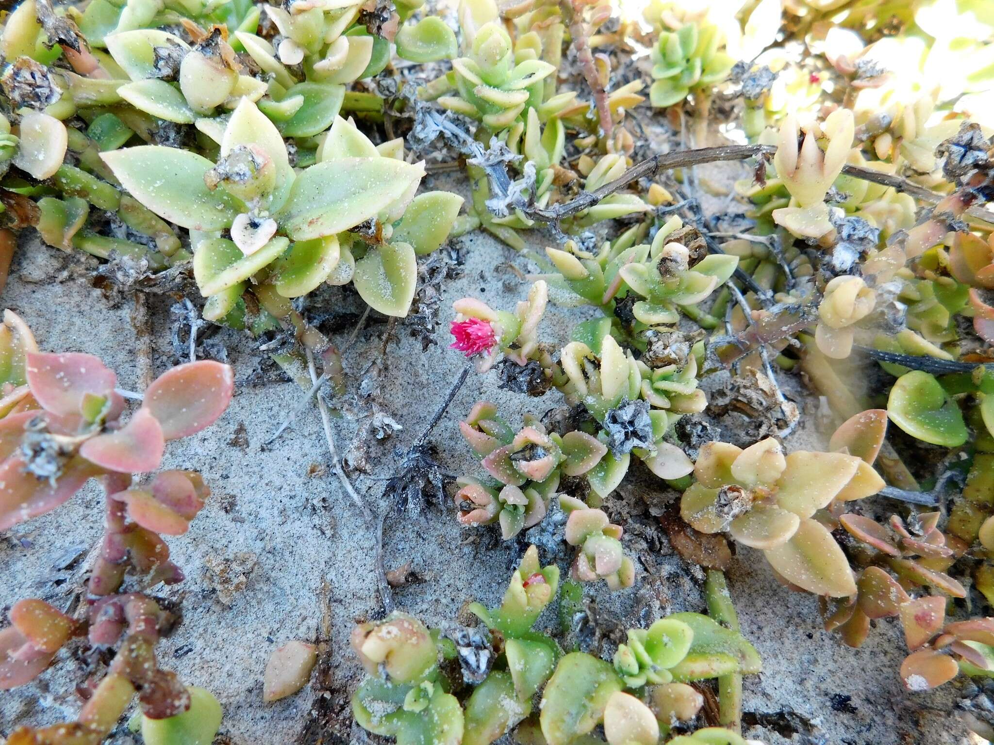 Image of Heart-leaf mesemb