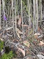 Слика од Thysanotus racemoides Sirisena, T. D. Macfarl. & Conran