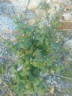 Image of Mojave ragwort