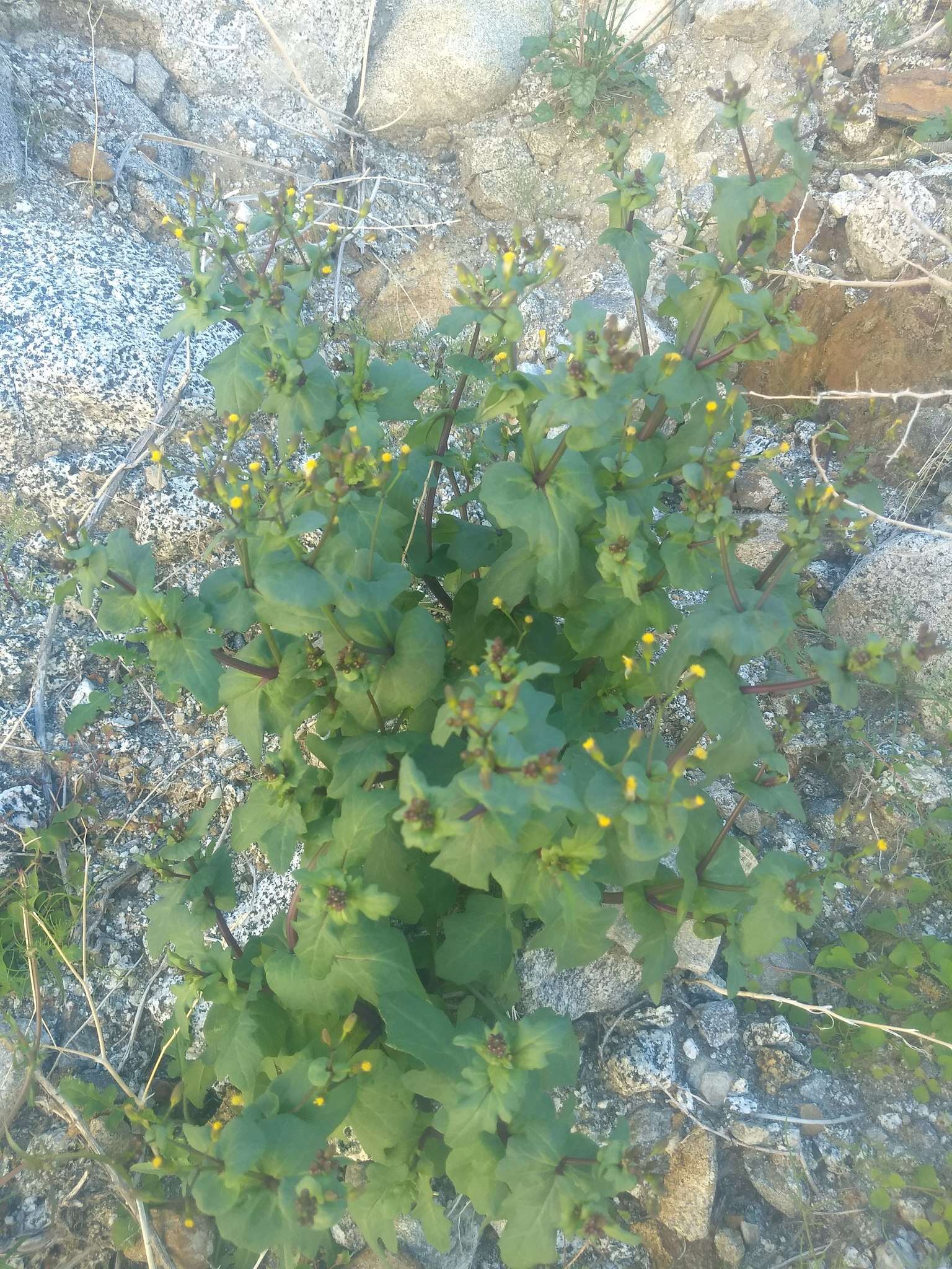 Image of Mojave ragwort