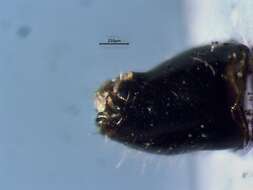 Image of Deraeocoris laricicola Knight 1921