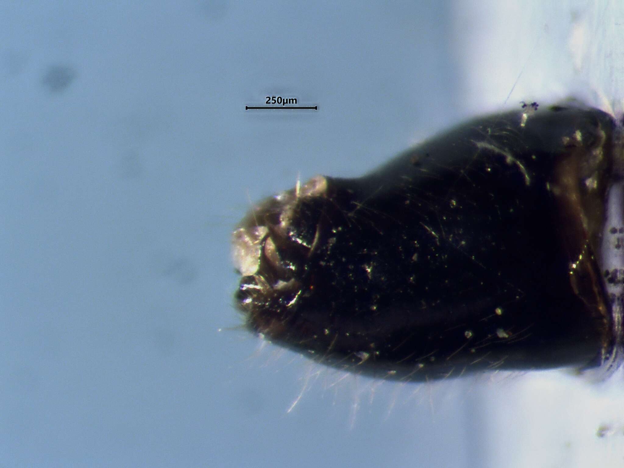 Image of Deraeocoris laricicola Knight 1921