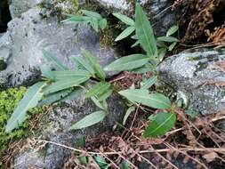 Image of Euonymus semenovii Regel & Herd.