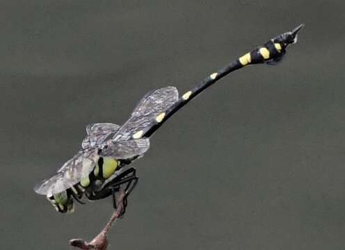 Image of Ictinogomphus pertinax (Hagen ex Selys 1854)