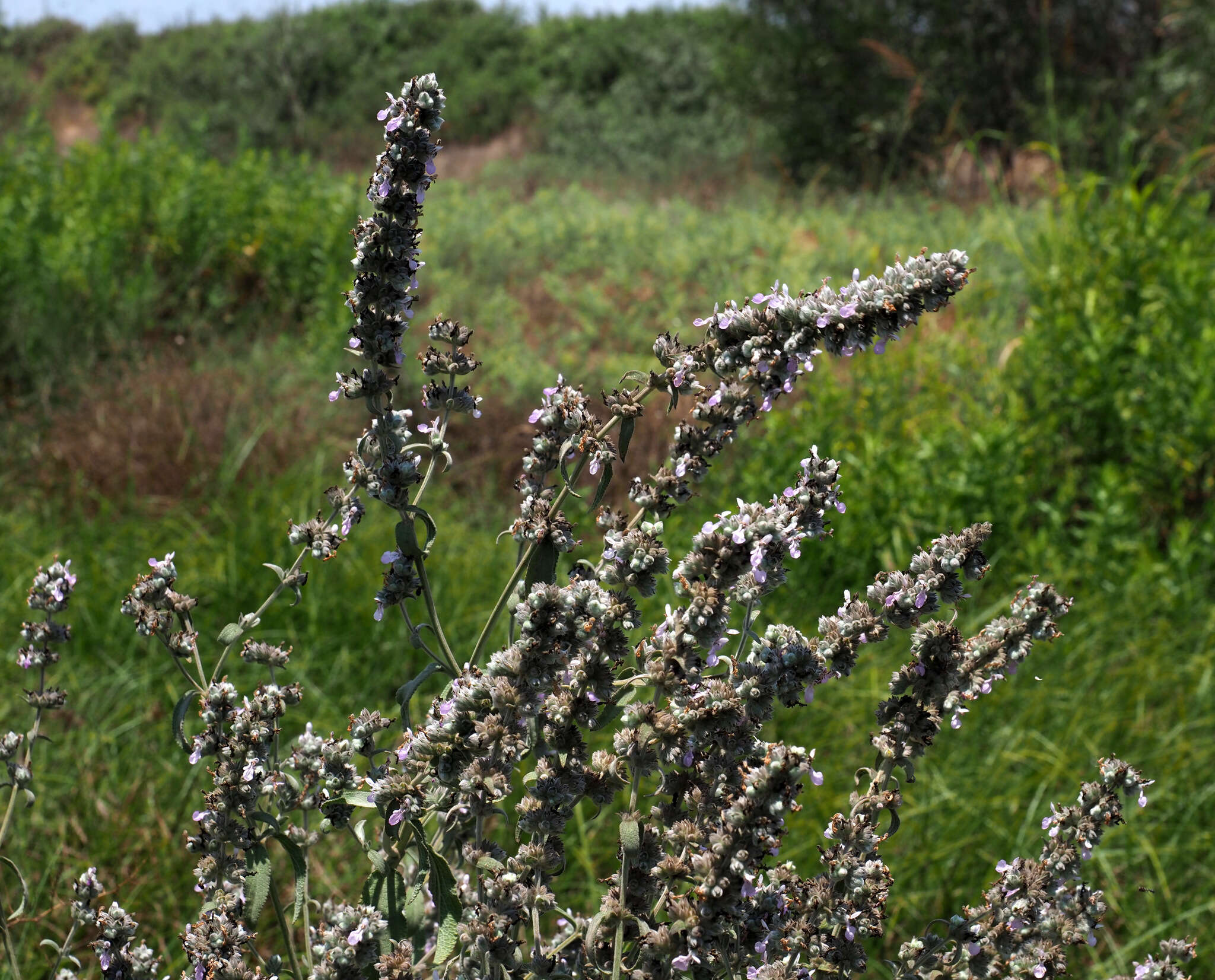 Image of Stachys viticina Boiss.