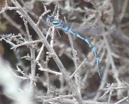 Image of Austrolestes annulosus (Selys 1862)