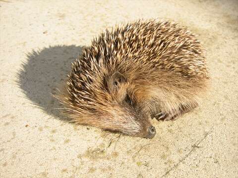 Image of hedgehog