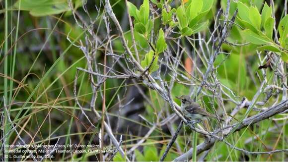 Image of Mangrove Vireo