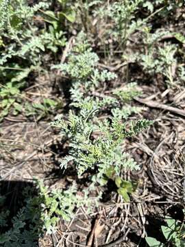 Image of skeletonleaf bur ragweed