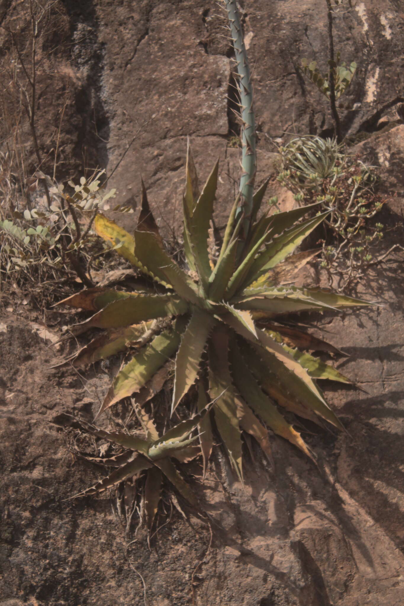 Agave xylonacantha Salm-Dyck resmi