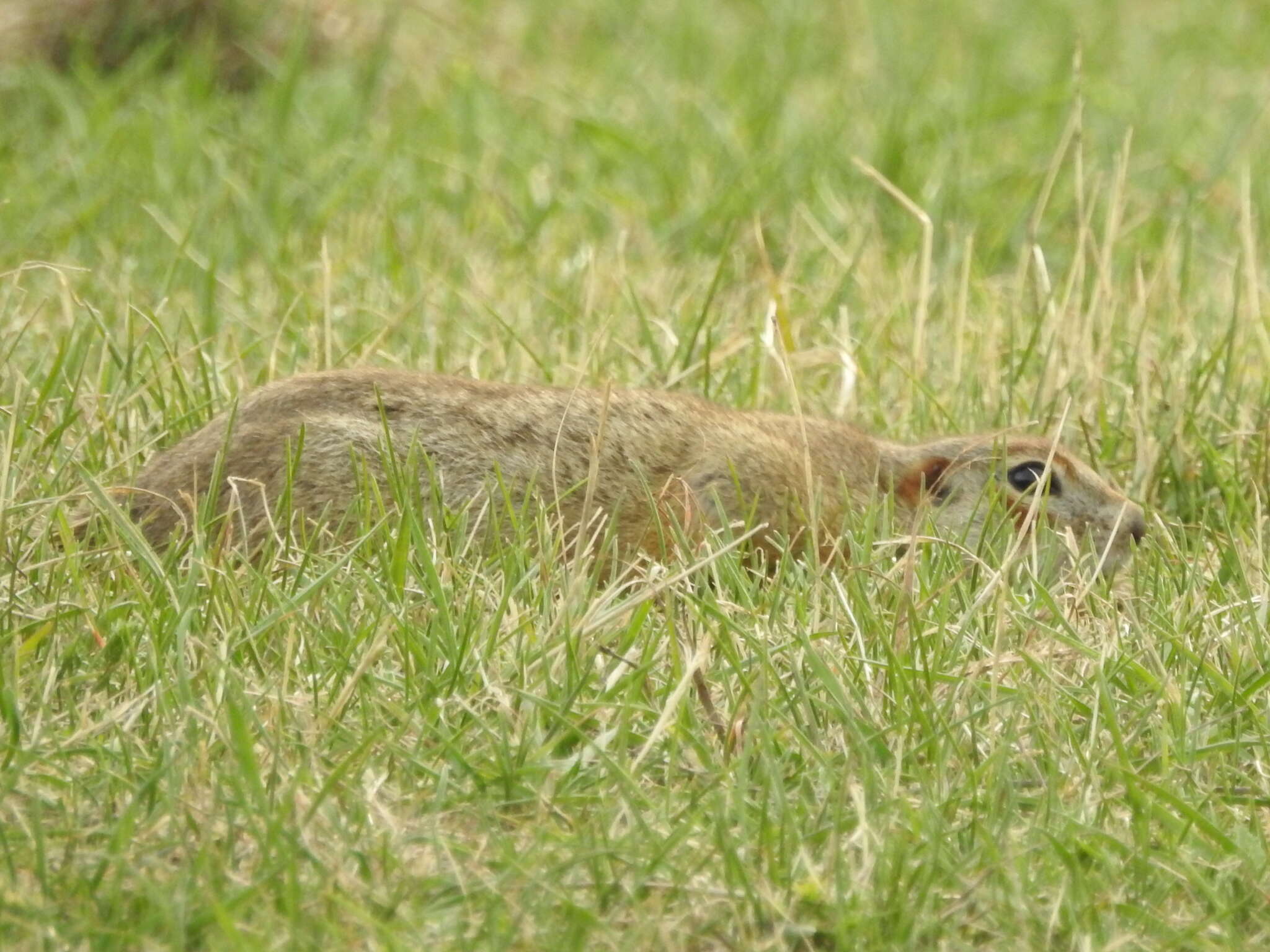 Image of Red-cheeked Ground Squirrel