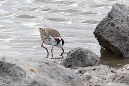 Erythrogonys Gould 1838 resmi