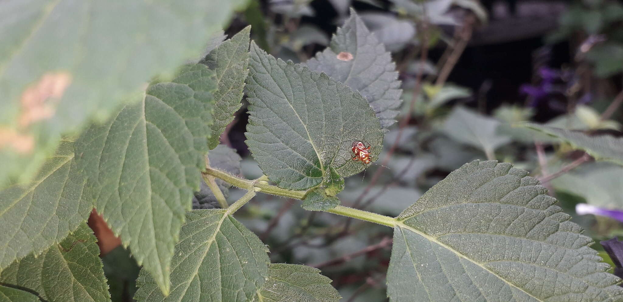 Horciasoides nobilellus (Berg 1883)的圖片