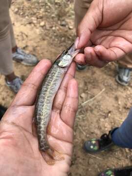 Image of Redfin Pickerel