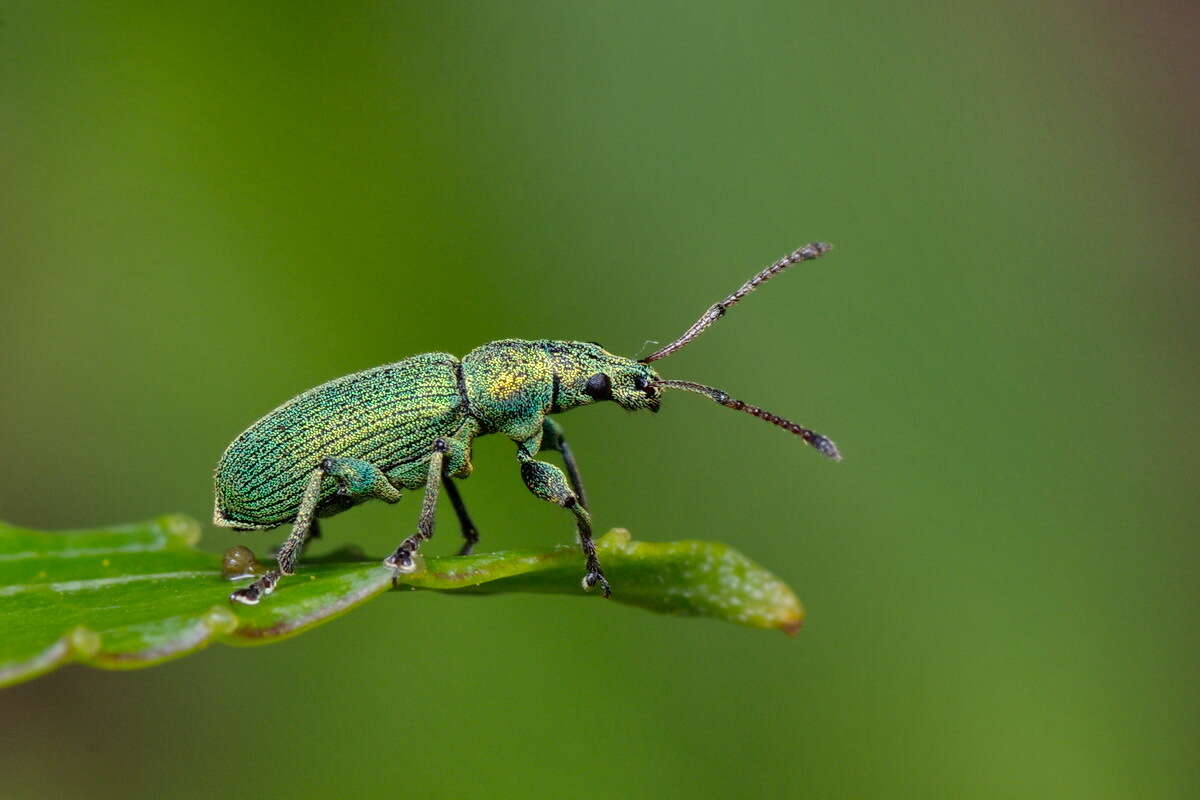 Plancia ëd Phyllobius (Pterygorrhynchus) maculicornis Germar 1824