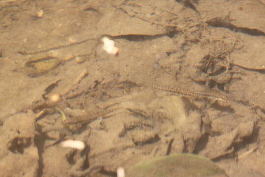 Image of Blacklined zipper loach