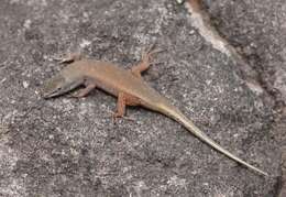 Image of Bronze Rock Skink