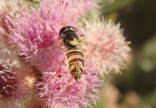 Image of Syrphid fly