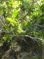 Image of Parry's jujube