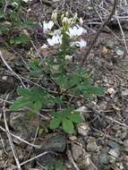 Image of Cleome chilensis DC.