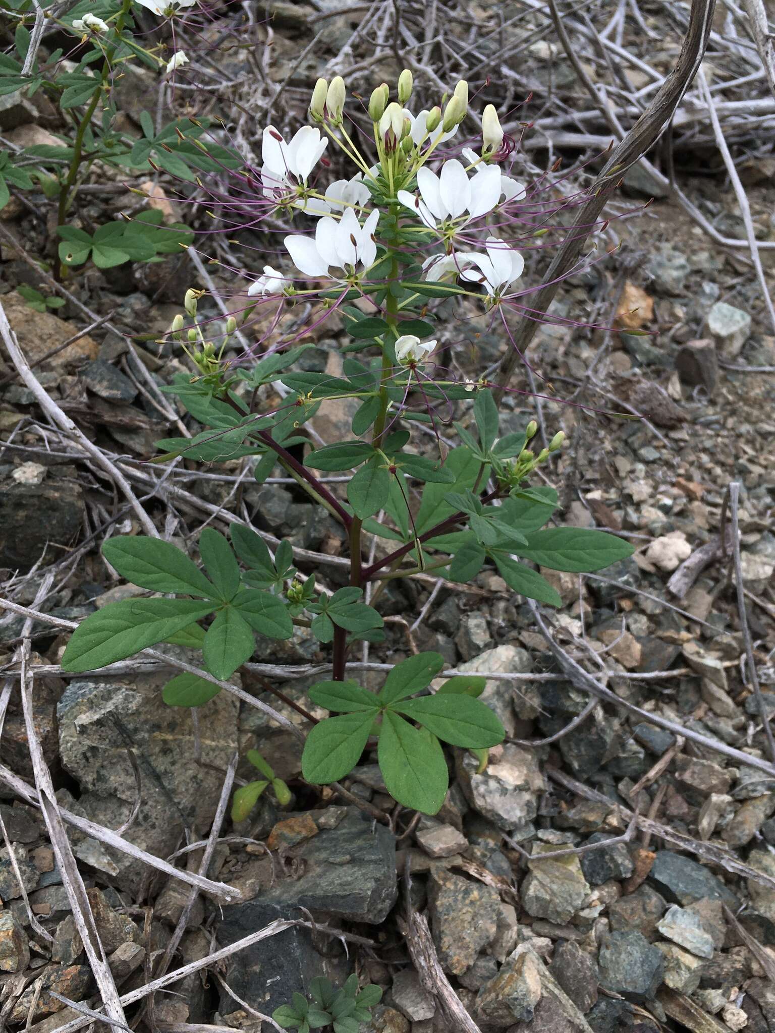 Image of Cleome chilensis DC.