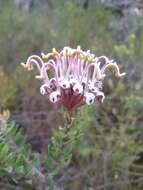 Image of Grevillea buxifolia subsp. buxifolia