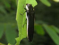 Image de Agrilus xantholomus (Dalman 1823)