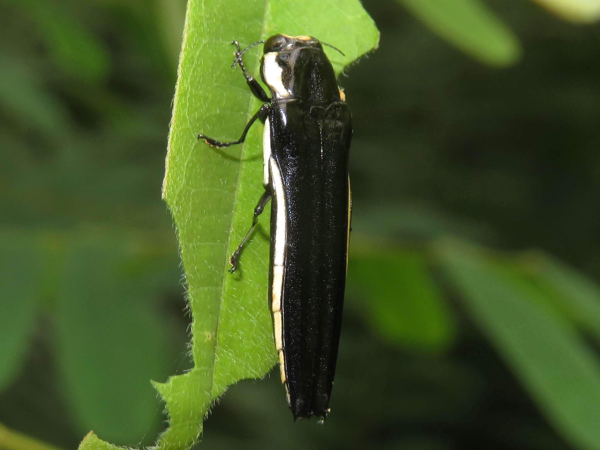 Image de Agrilus xantholomus (Dalman 1823)