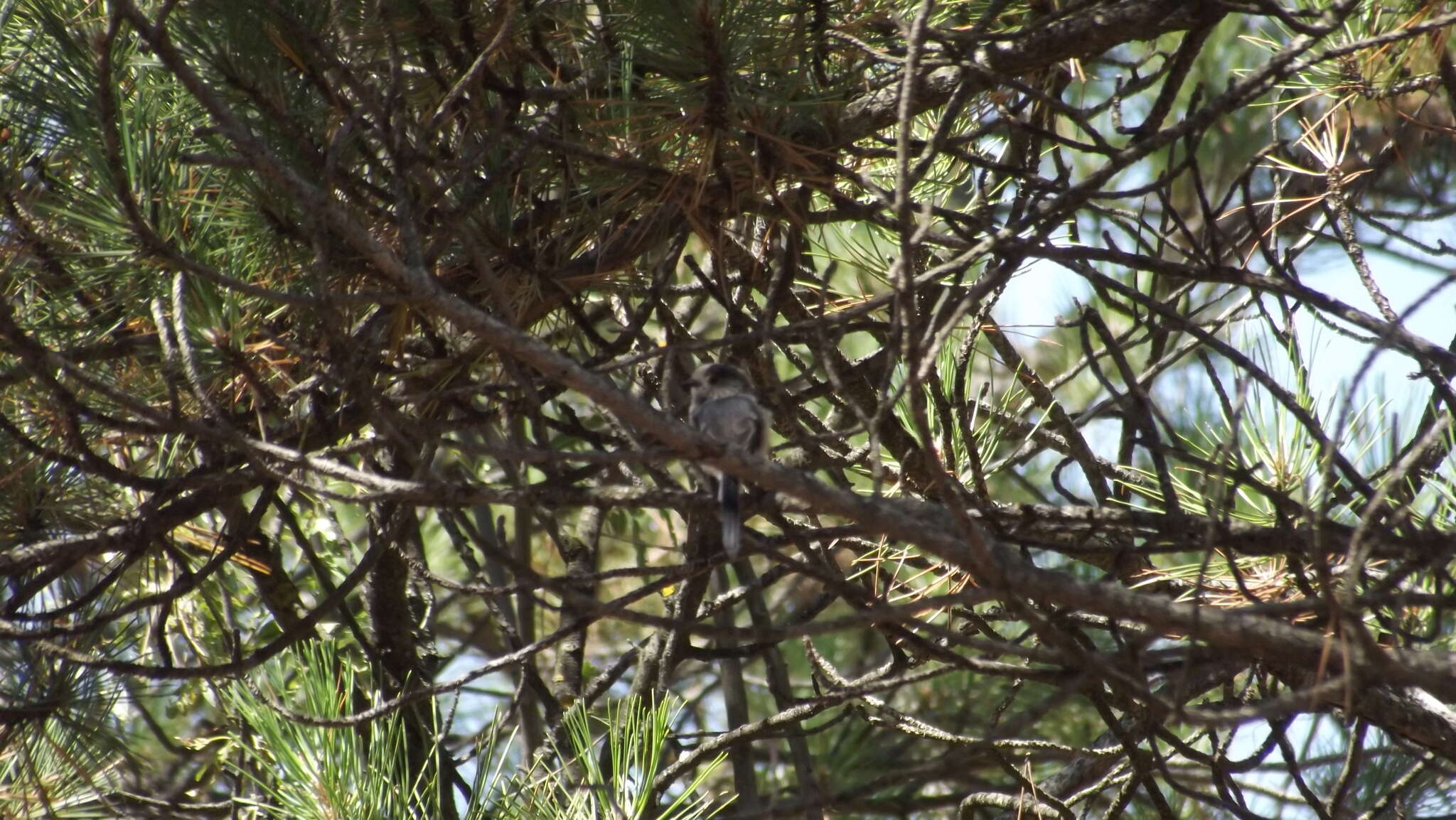 صورة Aegithalos caudatus tephronotus (Gunther 1865)