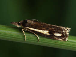 Image of Crambus heringiellus Herrich-Schäffer 1949