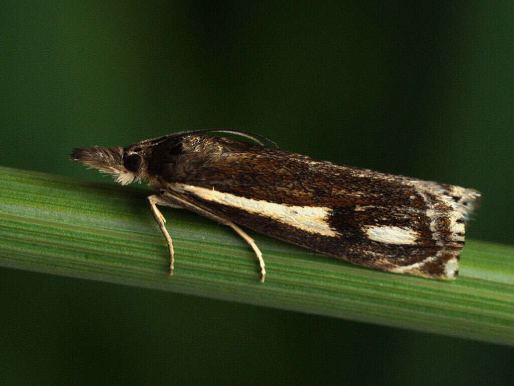 Image of Crambus heringiellus Herrich-Schäffer 1949