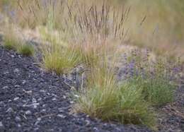 Image of Merriam's Ground Squirrel