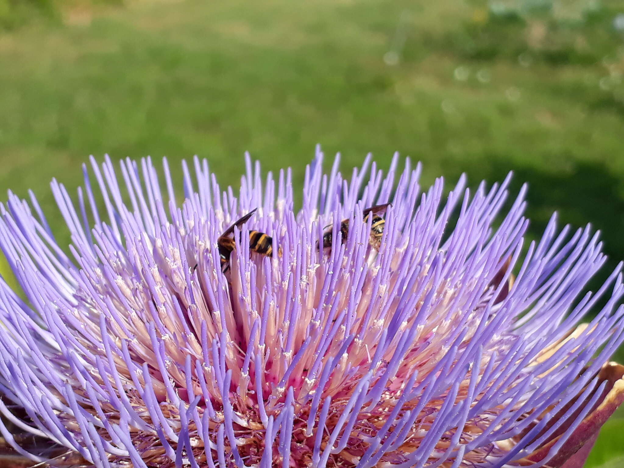 Image of Halictus scabiosae (Rossi 1790)