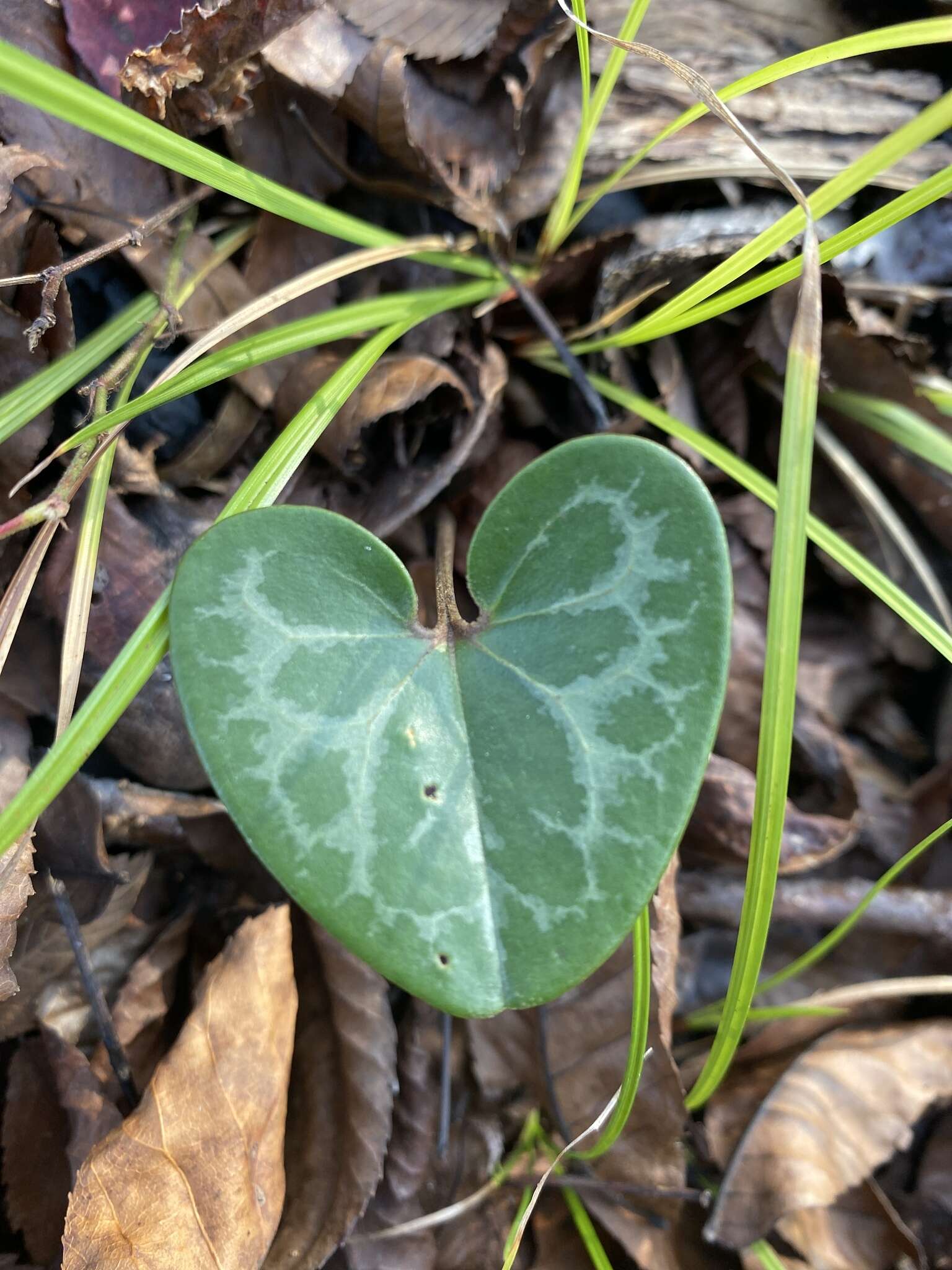 Image of Lewis' heartleaf