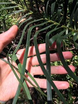 صورة Macrozamia spiralis (Salisb.) Miq.