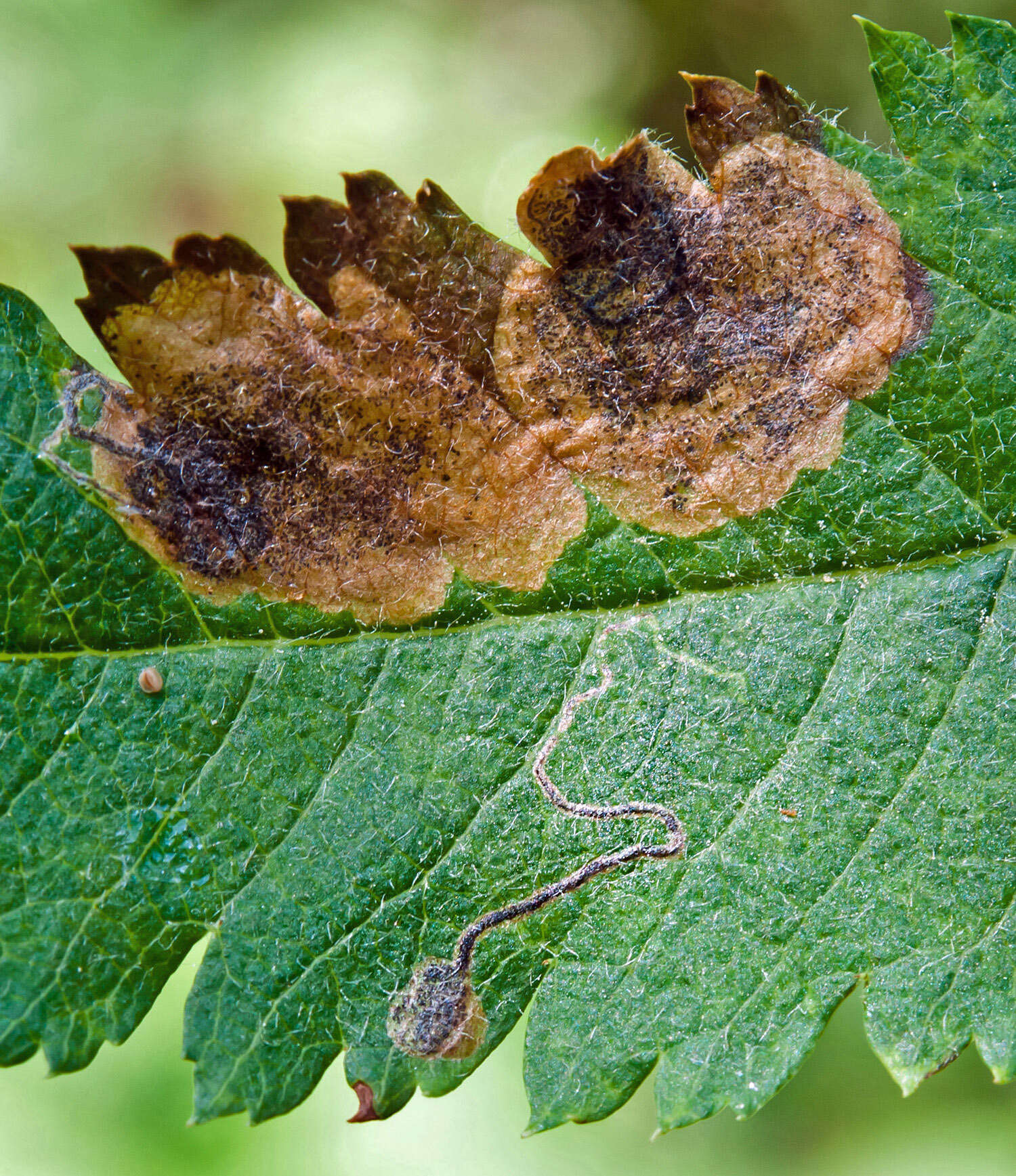 Image of Stigmella sorbi (Stainton 1861) Fletcher et al. 1945