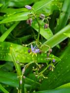 Plancia ëd Dianella sandwicensis Hook. & Arn.