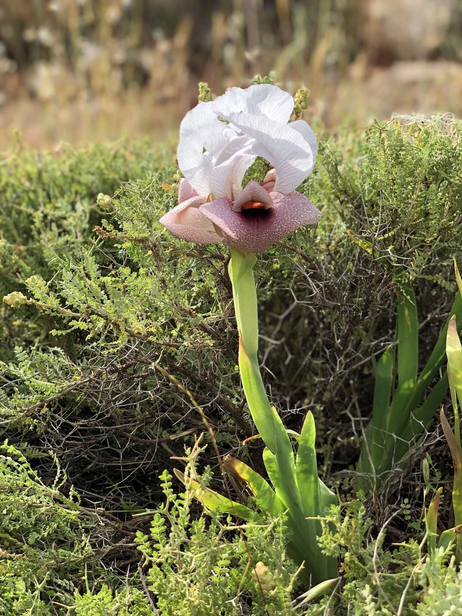 Image of Iris lortetii var. samariae (Dinsm.) Feinbrun