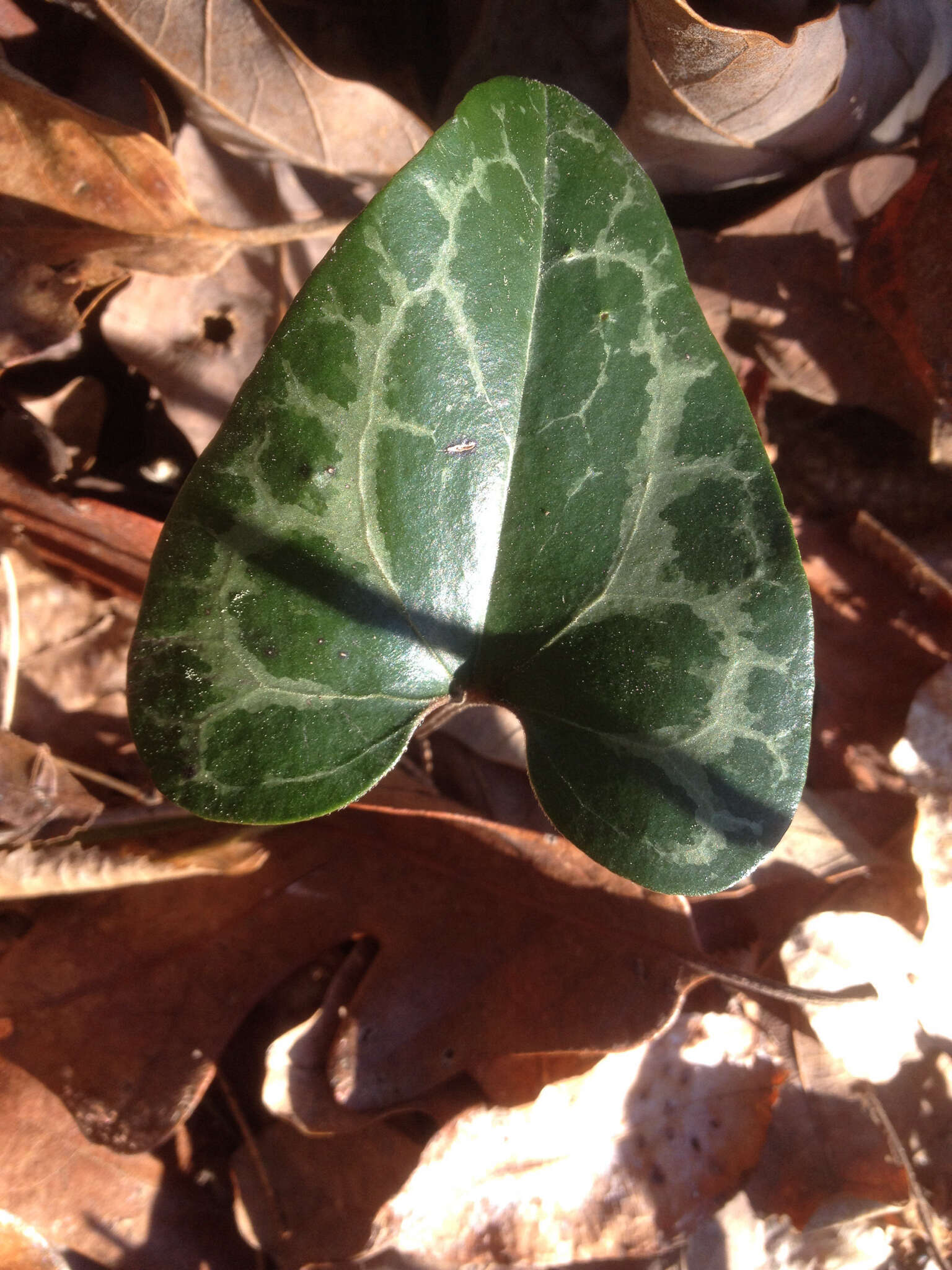 Image of Lewis' heartleaf