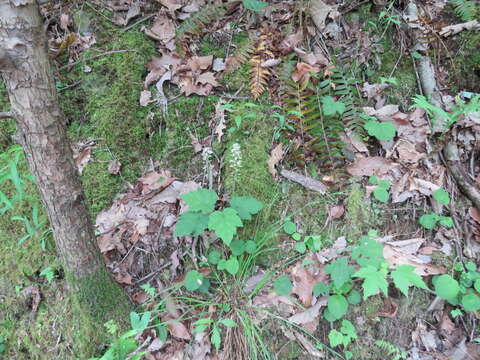 Image of heartleaf foamflower