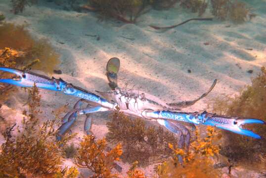 Image of Blue swimmer crab